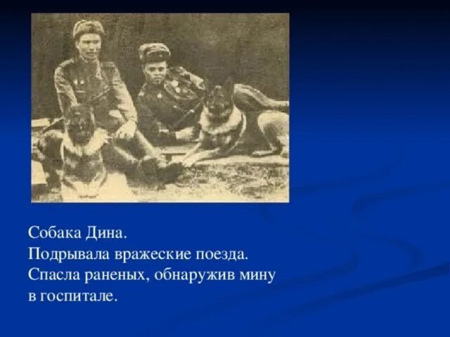 Работа участника: Центр помощи бездомным животным Торопца
